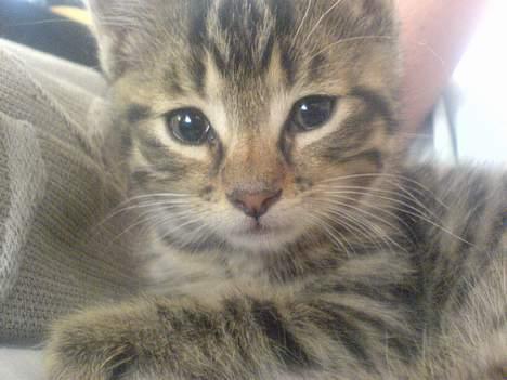 Huskat StoreMis "Tiger" - Skide flot Tiger! billede 1