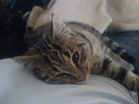 Huskat StoreMis "Tiger" - Ligger bare og ser dejlig ud... billede 2