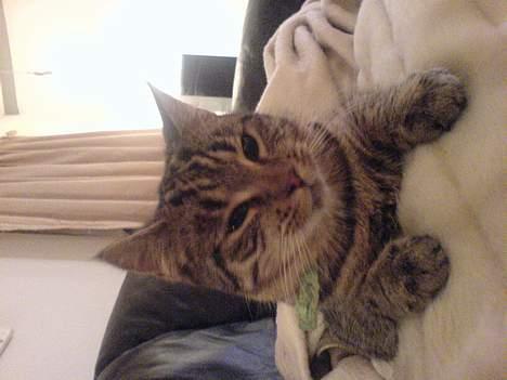 Huskat StoreMis "Tiger" billede 3