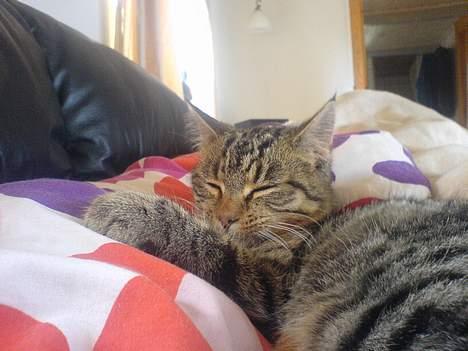 Huskat StoreMis "Tiger" - Sover lige igen.... billede 5