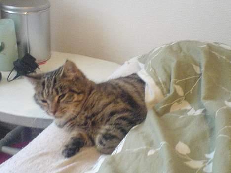 Huskat StoreMis "Tiger" billede 6