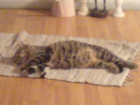 Huskat StoreMis "Tiger" billede 7