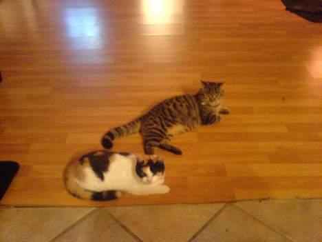 Huskat StoreMis "Tiger" - Ligger lige sammen med Prinsessen :-) billede 8