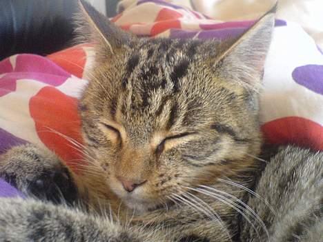 Huskat StoreMis "Tiger" billede 9