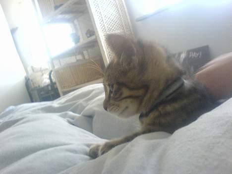 Huskat StoreMis "Tiger" billede 12