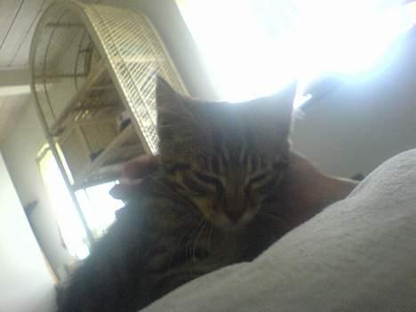 Huskat StoreMis "Tiger" billede 13