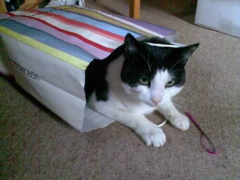 Huskat Basse - Basse troede vi skulle ud og rejse, så han hoppede ned i posen og tog en lur:o) billede 1