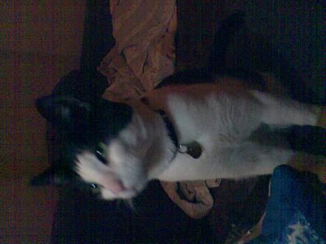 Huskat Basse billede 2