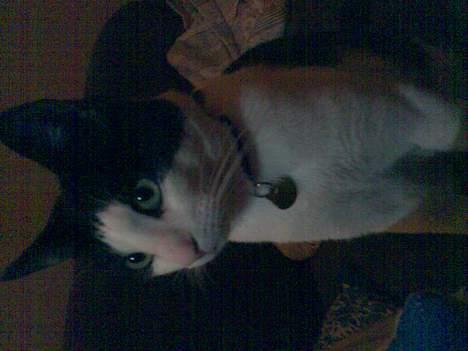 Huskat Basse billede 3