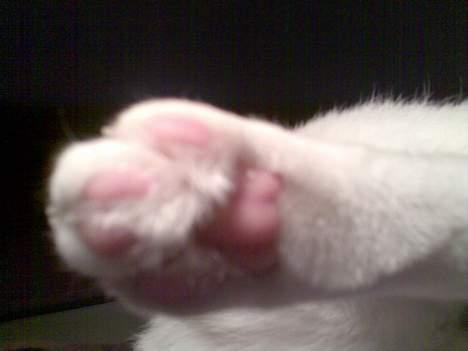 Huskat Basse billede 4