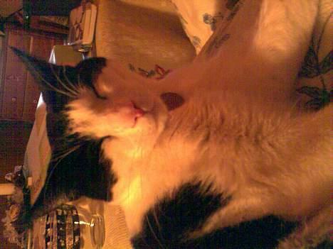 Huskat Basse billede 5