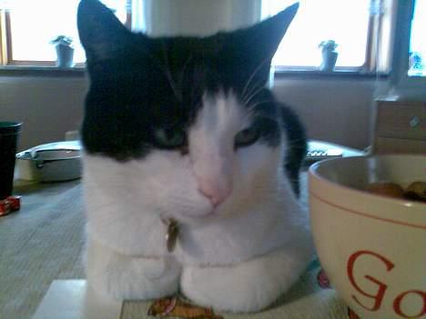 Huskat Basse billede 6