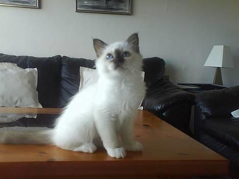 Hellig Birma Ally - Sikke en model hun er! billede 2