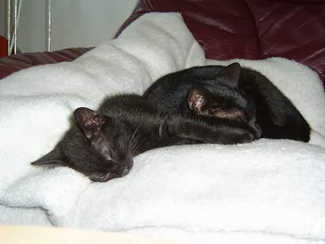 Huskat BeeBee - Mor og datter tager sig en lille lur - juni 2006 billede 6