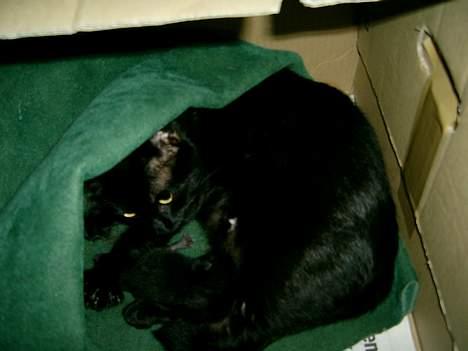 Huskat BeeBee - Få timer efter Beebee fødte Solo  billede 7