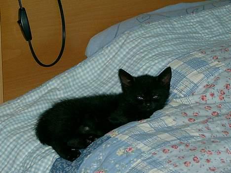 Blanding af racer Solo  - Solo har lige lært at komme op i den store seng - 6 uger juli 2006 billede 6