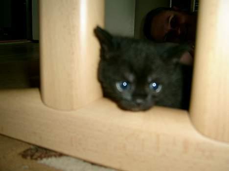 Blanding af racer Solo  - Solo´s første tur i stuen - juni 2006 billede 7