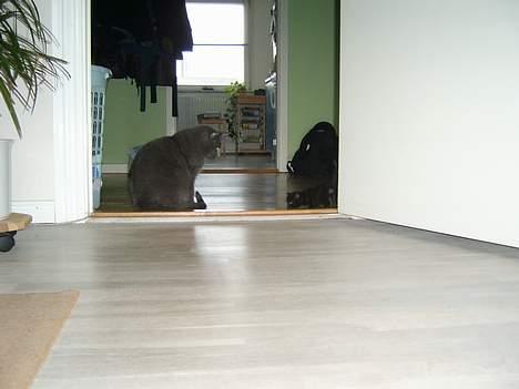 Blanding af racer Solo  - Solo møder sin far for føste gang - juni 2006 billede 8