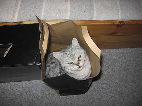 British Shorthair Bent (:  - Ja, den har lige også gennemsøgt, og ingen ting til mig:b. billede 12