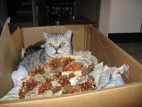 British Shorthair Bent (:  - Vi kan vel lige så godt udforske det hele, når vi nu er igang:b.  billede 13