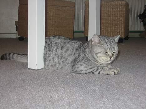 British Shorthair Bent (:  - F E D E Bent:D billede 14