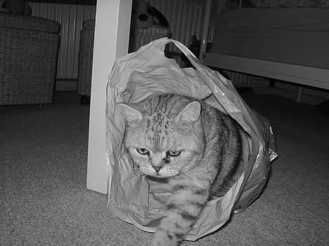 British Shorthair Bent (:  - Den er skal også gennemsøges. billede 15