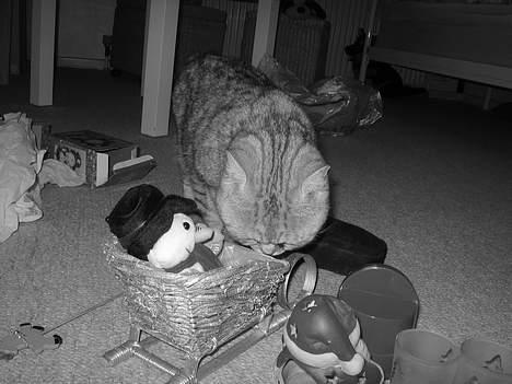 British Shorthair Bent (:  - Og julepyntet skal også kigges på! billede 16