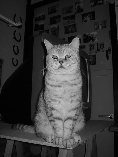 British Shorthair Bent (:  - Hehe smukke billede 17