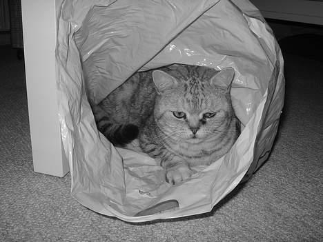 British Shorthair Bent (:  - Heheh billede 18