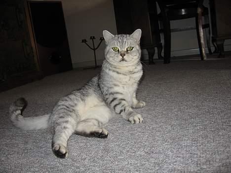 British Shorthair Bent (:  - :D: billede 19