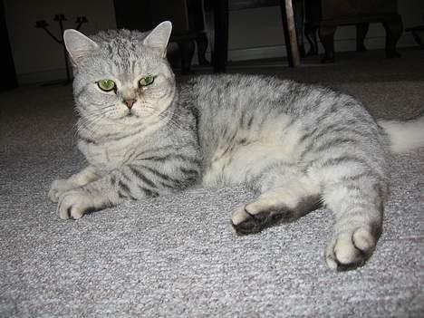 British Shorthair Bent (:  - Så flader vi sq ud:b.  billede 20
