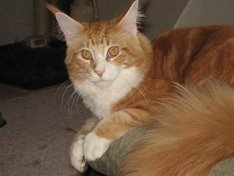 Maine Coon IC President of Koi Pond billede 14