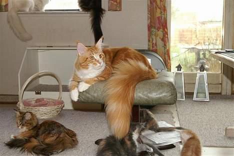 Maine Coon IC President of Koi Pond billede 15