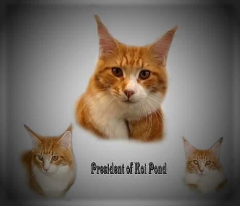 Maine Coon IC President of Koi Pond - Lavet af Britta, tusind tak  billede 16