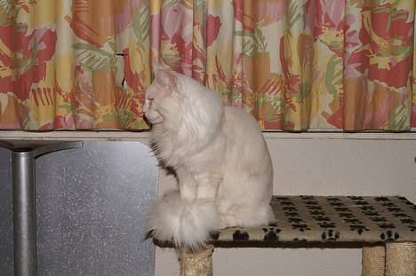 Maine Coon GIC Bright Star billede 20