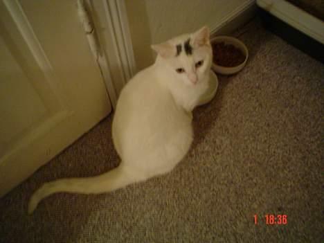 Huskat missi - har lige spist.. ummm billede 14