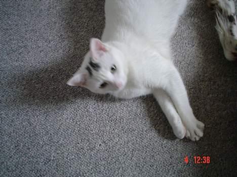 Huskat missi billede 15