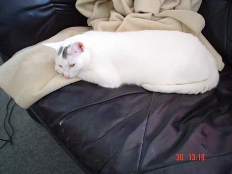 Huskat missi billede 17