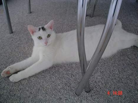 Huskat missi billede 18