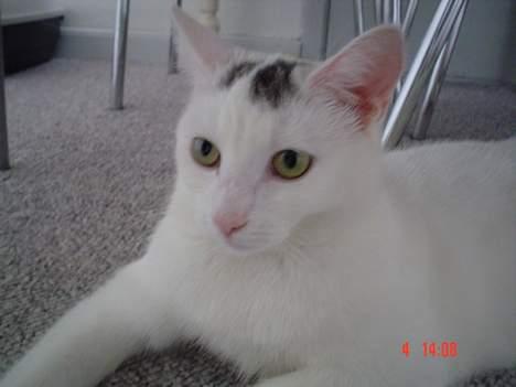 Huskat missi billede 19