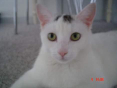 Huskat missi billede 20