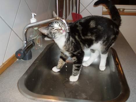 Huskat Nala - jeg elsker at drikke af vandhanen. det er meget bedre end det i min skål:-) billede 20