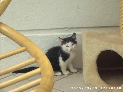 Huskat Hannibal - Uhh.. det er lidt farligt det her.. jeg er kun ca 8 uger gammel billede 1