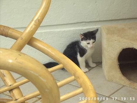 Huskat Hannibal - hvis jeg nu sidder helt stille, så ser de mig nok ikke billede 2