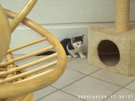 Huskat Hannibal - hmm.. Går de aldrig?? billede 3