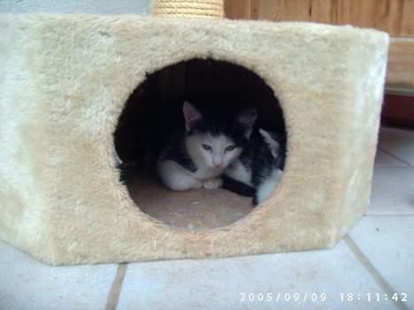 Huskat Hannibal - Det var dog utroligt... Jeg sover altså, eller prøver i hvert fald på det... billede 4