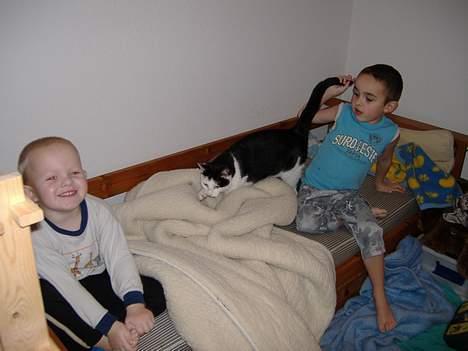 Huskat Hannibal billede 5