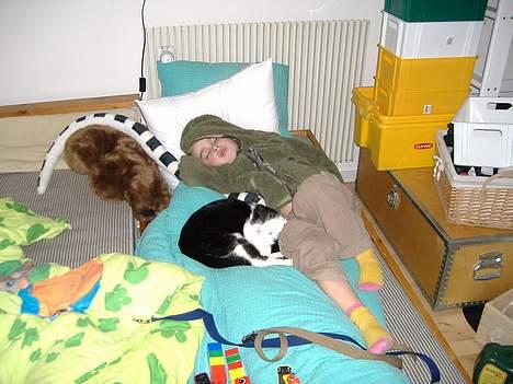 Huskat Hannibal billede 7