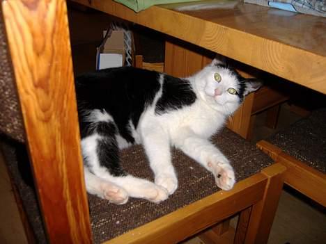 Huskat Hannibal billede 8