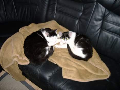 Huskat Hannibal billede 9